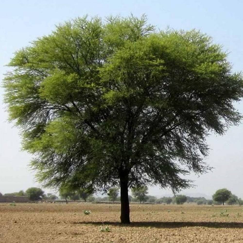 جنة الأشجار البرية