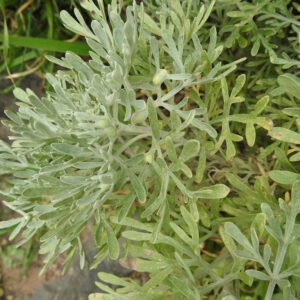 البعيثران Artemisia Judaica