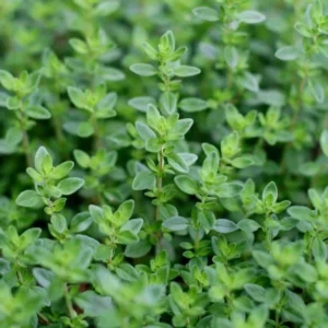 نبات الزعتر او الصعتر Thymus vulgaris