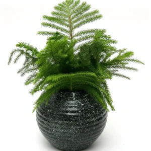 شجيرة اروكاريا هيتروفيلا واسمها العلمي Araucaria heterophylla