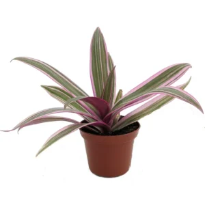 صبار الريو واسمها العلمي Tradescantia spathacea