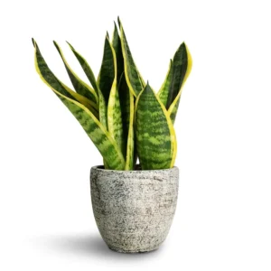 صبار جلد النمر واسمه العلمي Sansevieria trifasciata