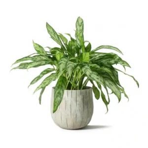 نبات الاجلونيما اسمه العلمي Aglaonema araceae فضي مموج