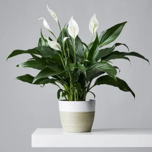 زنبق السلام Spathiphyllum