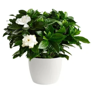 نبات الجاردينيا الداخلي و اسمه العلمي Gardenia Jasminoides