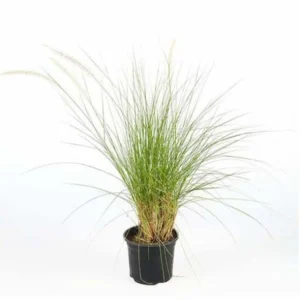 نبات الحلفا او عشبة النافورة واسمها العلمي Pennisetum setaceum