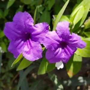 نبات الرويليا أو بتونيا الصحراء او البرية Ruellia tuberosa