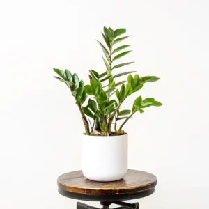 نبات الزاميا كولاس Zamioculcas zamiifolia
