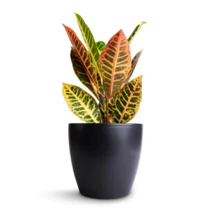 نبات كروتون أو الكوديوم واسمه العلمي Codiaeum Variegatum Pictum