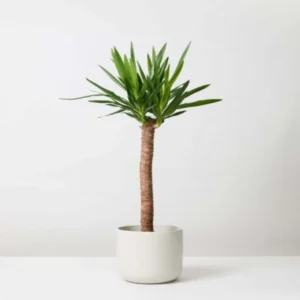 نبات اليوكا الداخلي و اسمه العلمي Yucca