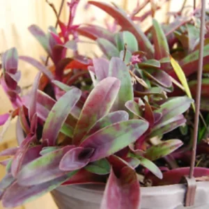 نبات ترادسكانتيا او المكحلة المعلقة اسمه العلمي Tradescantia pallida