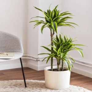 نبات دراسينا دريمنسيس ليمون واسمها العلمي Dracena dremensis lemon lime