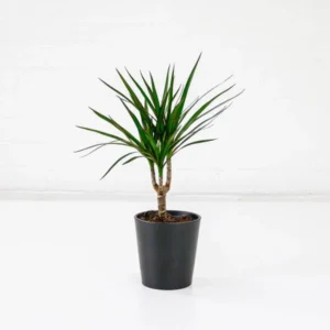 نبات دراسينا مارجيناتا و اسمها العلمي Dracaena Marginata