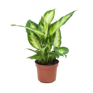 نبات دفنباخيا كاميلا واسمها العلمي Dieffenbachia Camilla