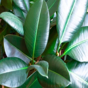 نبات فيكس روبيستا او الفيكس المطاط Ficus elastica Robusta