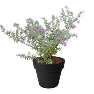 مرامية الفضية او نبات ليكوفليوم Leucophyllum frutescens