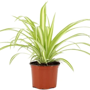 نبتة العنكبوت او كلوروفيتوم كوموسوم واسمها العلمي Chlorophytum Comosum