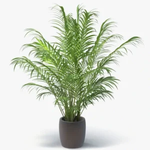 نخلة اريكا اسمها العلمي Dypsis lutescens أو Chrysalidocarpus lutescens