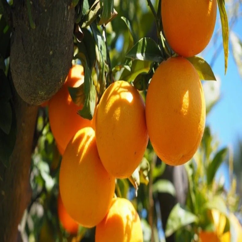 البستنة