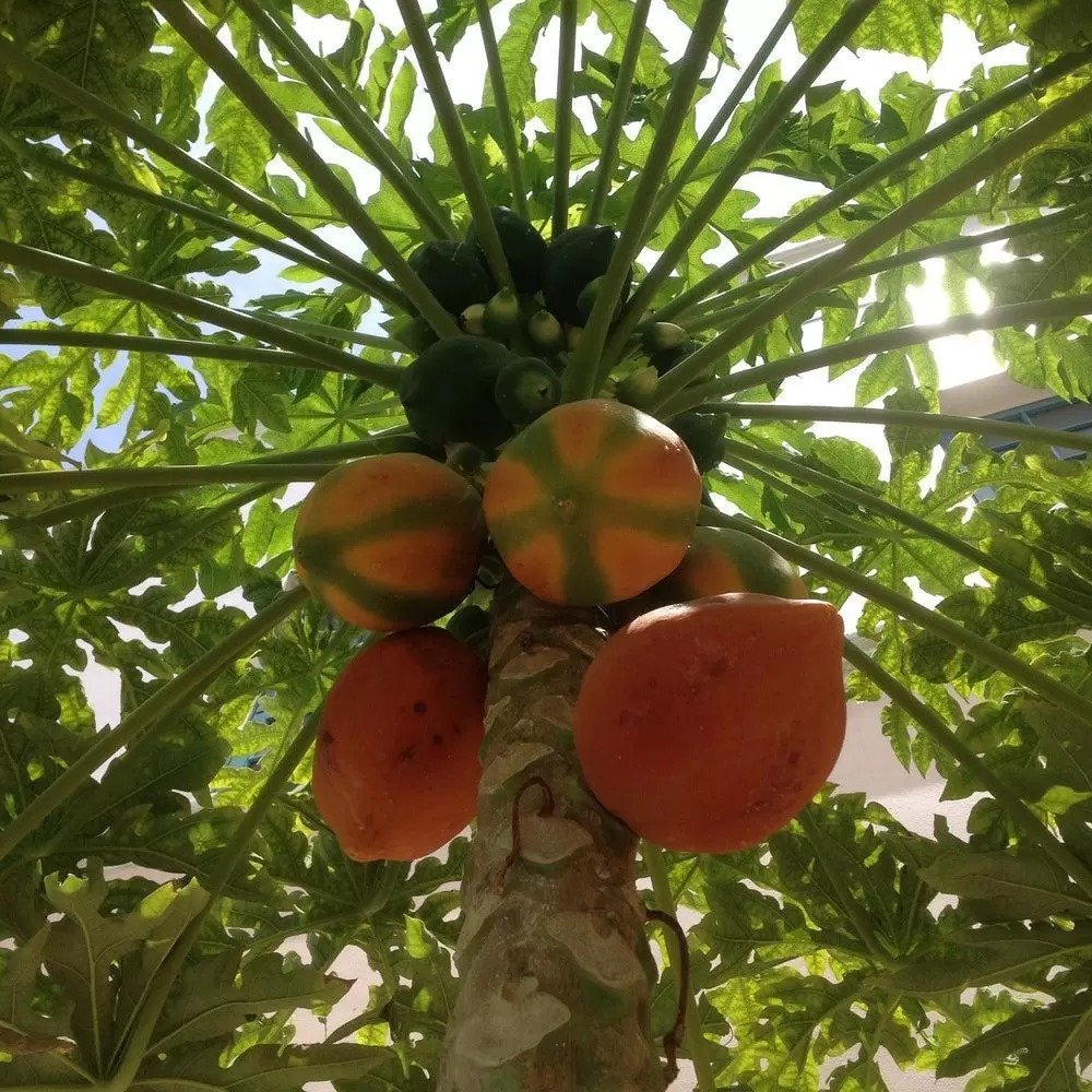 الأسمدة والمبيدات
