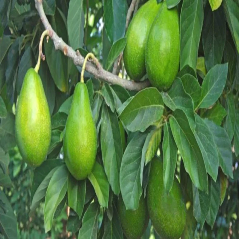 أشجار مزهرة