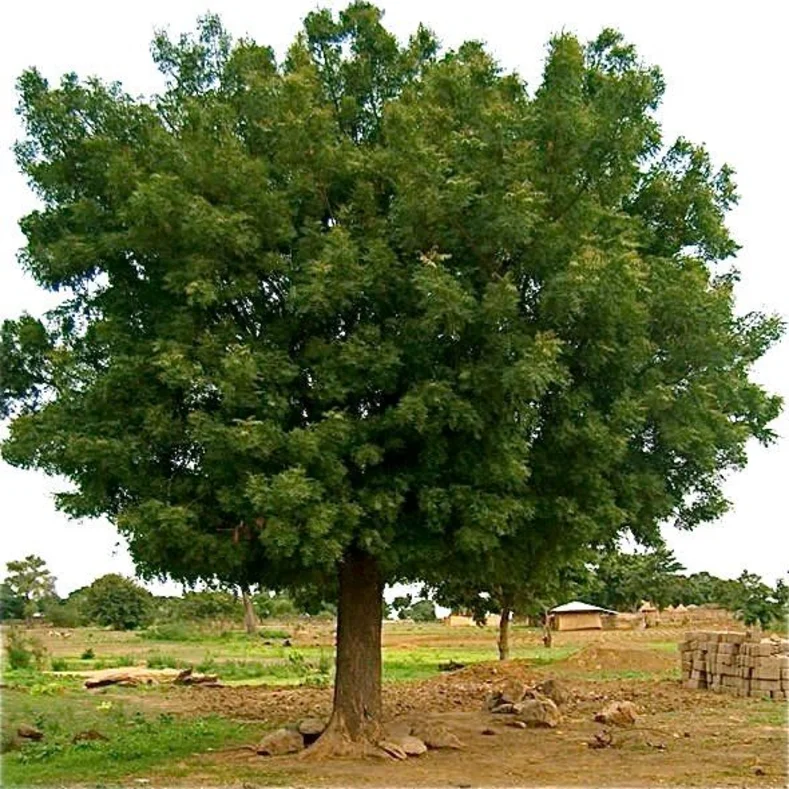 أشجار الظل
